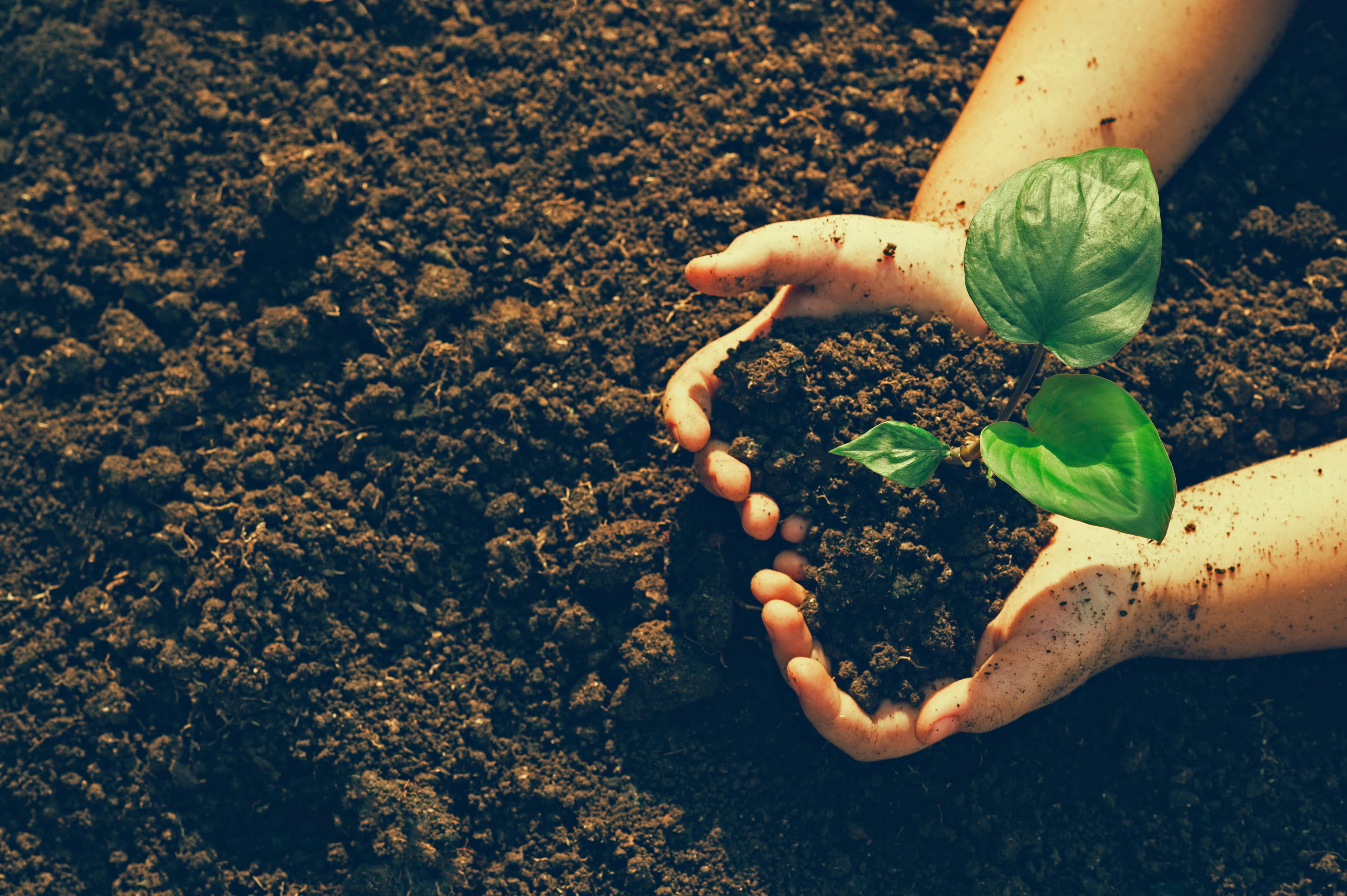 Wehltonwoods plant een boom